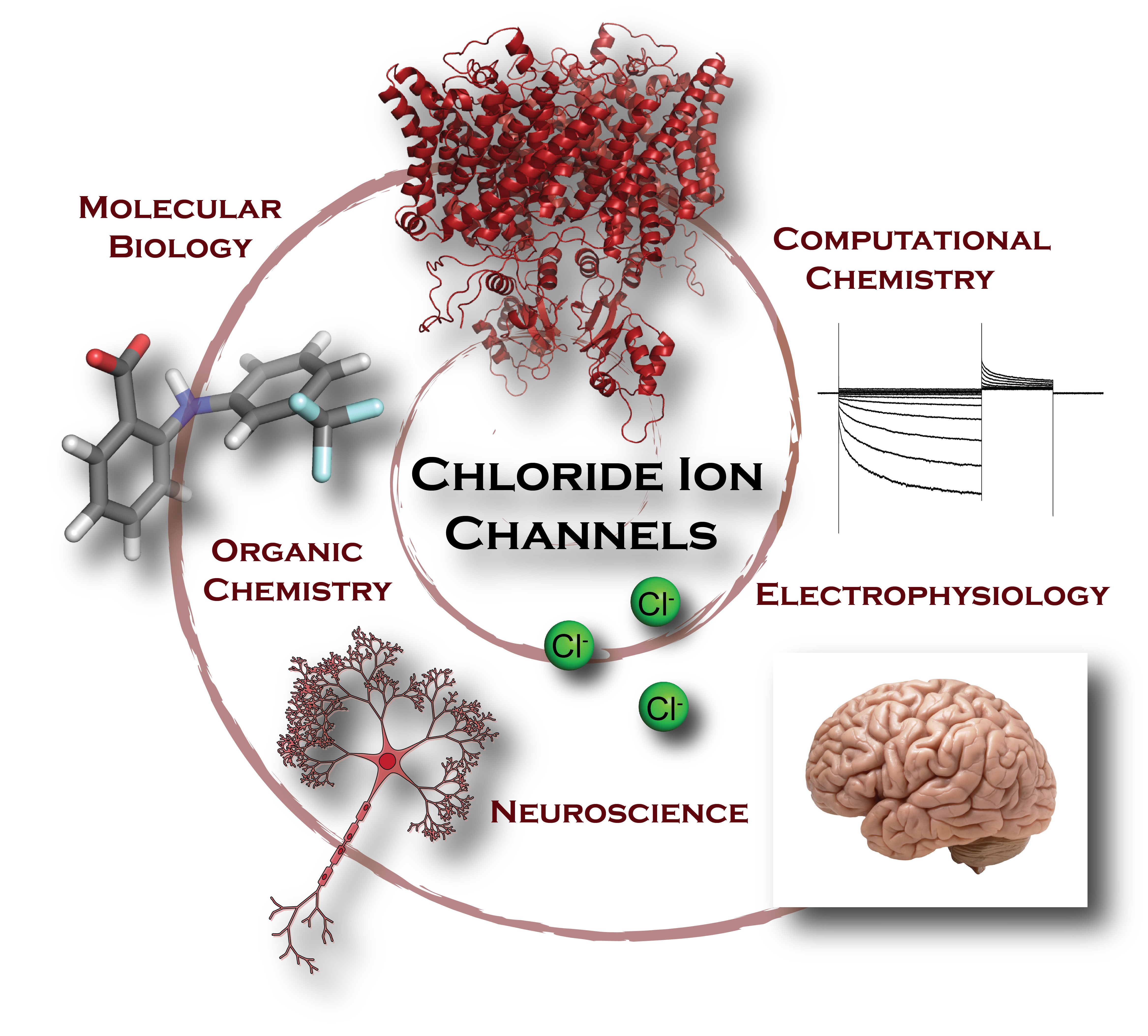 biophysics-neuroscience-infolearners